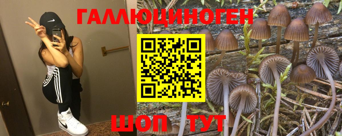 Галлюциногенные грибы Psilocybine cubensis  цена   Галлюциногенные грибы Psilocybine cubensis  Елизово  Вход с VPN 